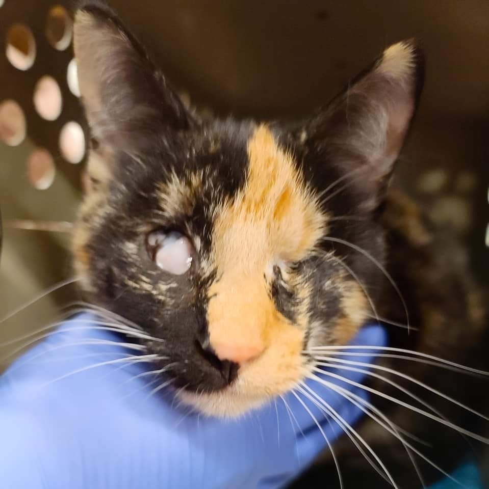 Harriet, an adoptable Domestic Short Hair in Camp Hill, PA, 17001 | Photo Image 2