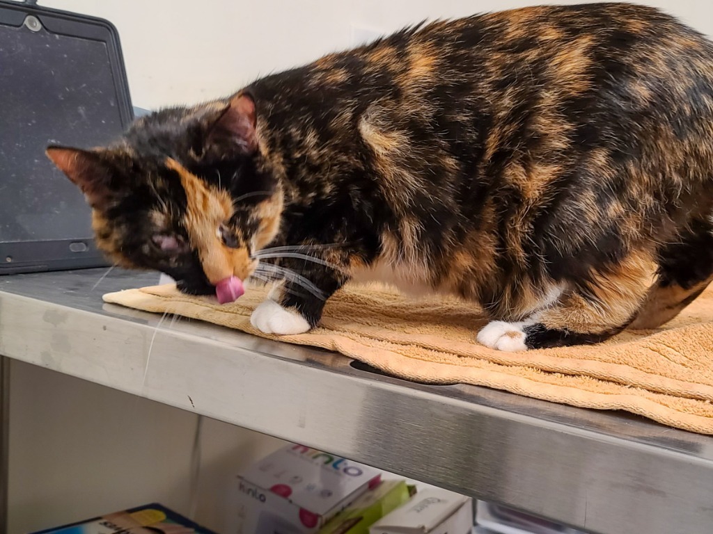 Harriet, an adoptable Domestic Short Hair in Camp Hill, PA, 17001 | Photo Image 4