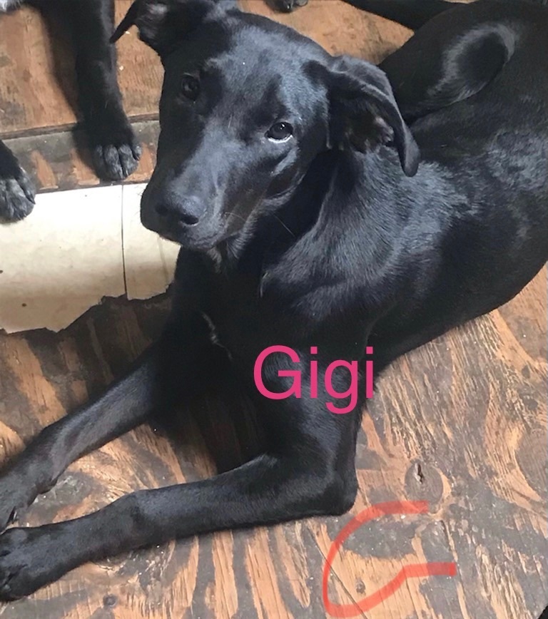 Gigi