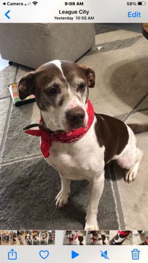 Dogs For Adoption Near Beverly Ma Petfinder