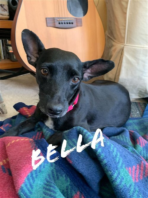 Bella