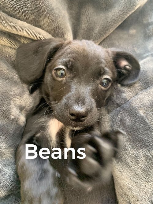 Beans