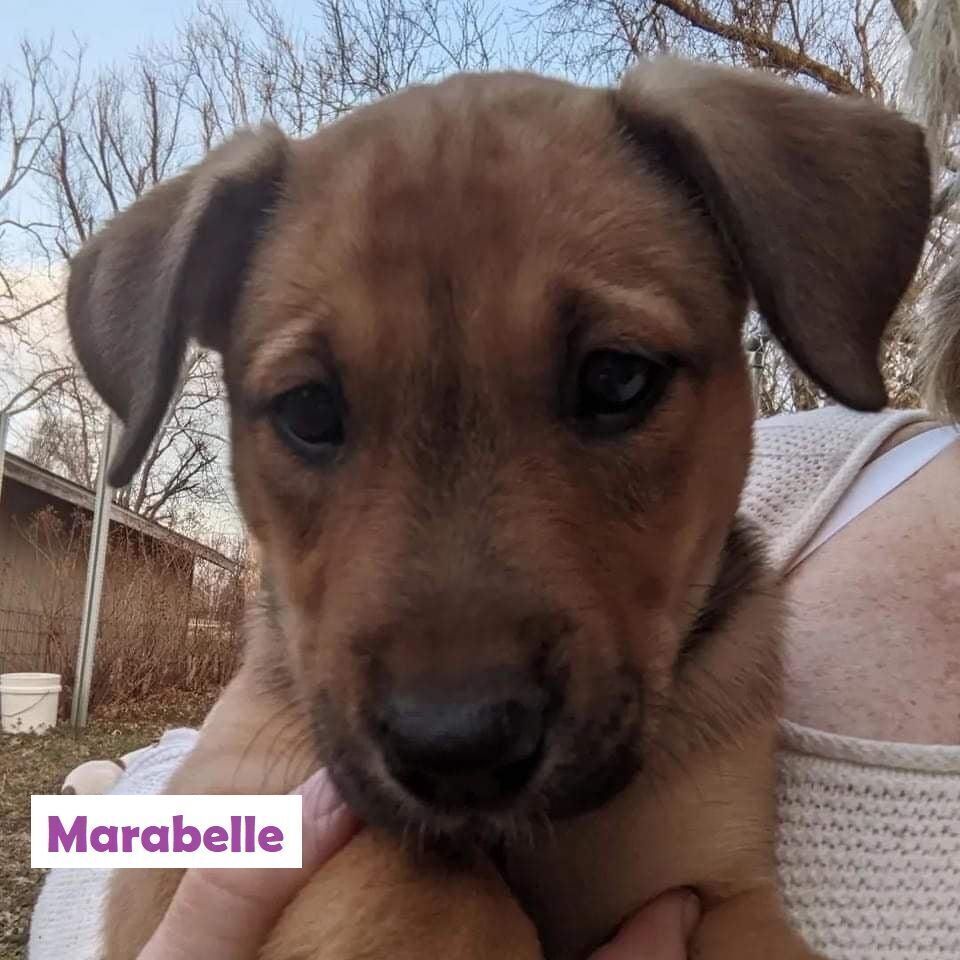 Marabelle