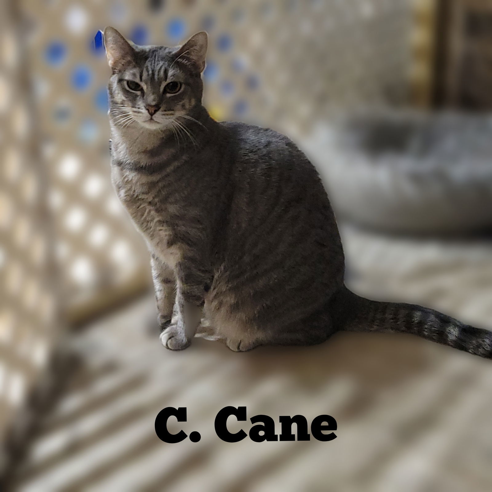 C. CANE, an adoptable Tabby, Domestic Short Hair in Elgin, IL, 60123 | Photo Image 1