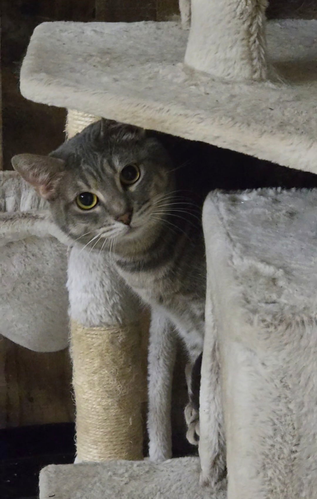 C. CANE, an adoptable Tabby, Domestic Short Hair in Elgin, IL, 60123 | Photo Image 1