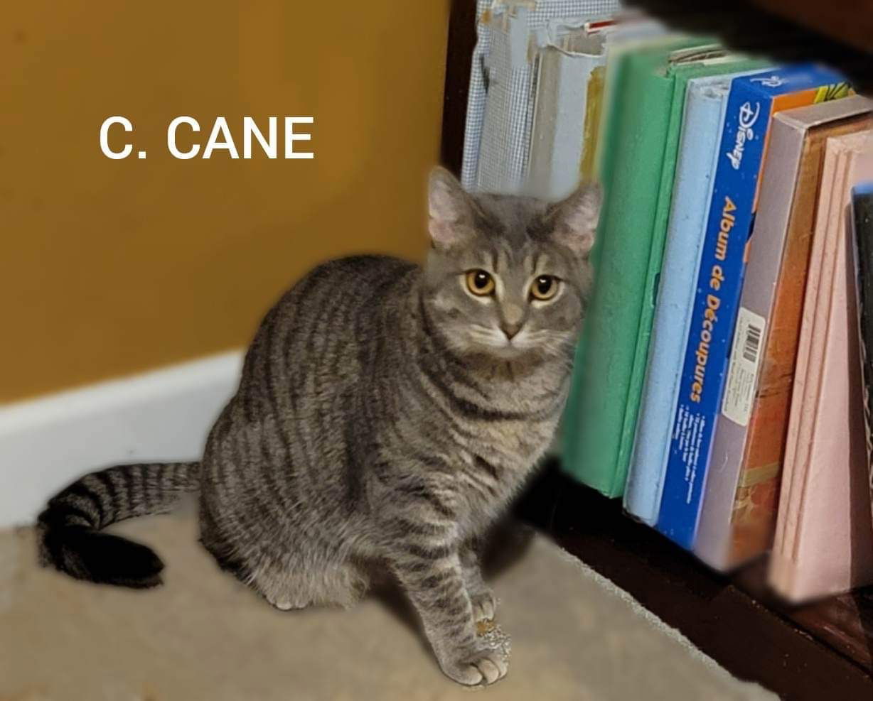 C. CANE, an adoptable Tabby, Domestic Short Hair in Elgin, IL, 60123 | Photo Image 3