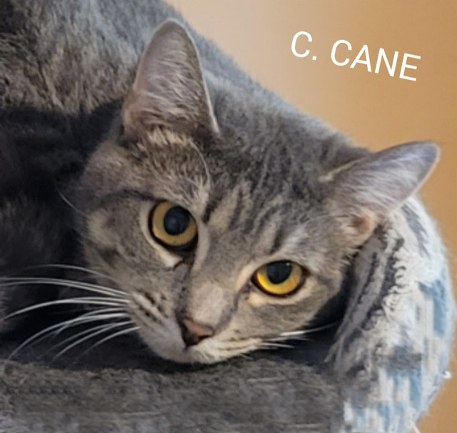 C. CANE, an adoptable Tabby, Domestic Short Hair in Elgin, IL, 60123 | Photo Image 3