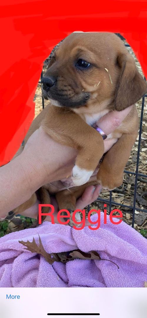 baby reggie