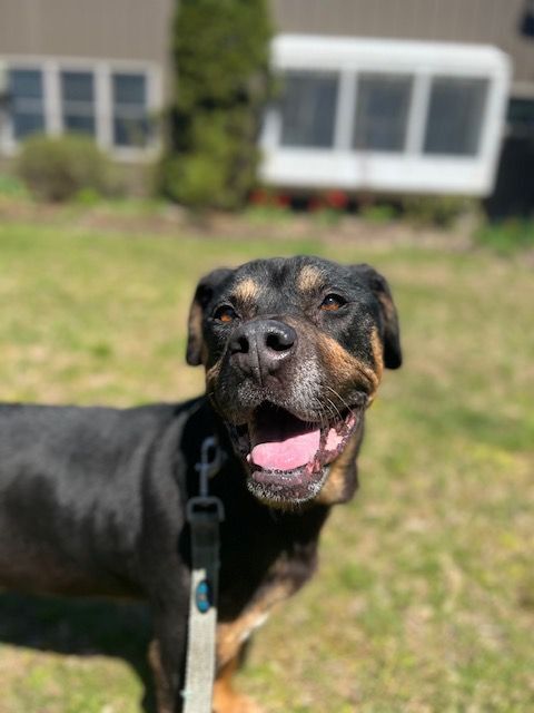 Griffen, an adoptable Rottweiler in Southold, NY, 11958 | Photo Image 2