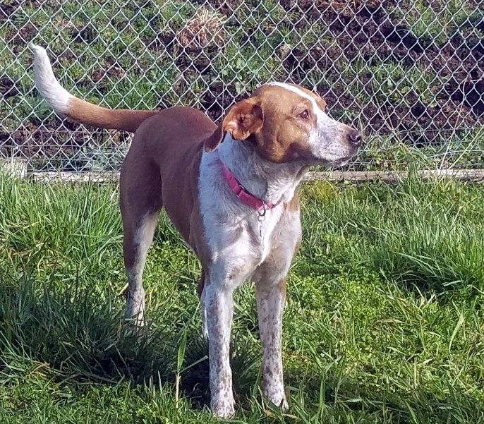 Dog For Adoption Bebe A Labrador Retriever Australian Cattle Dog Blue Heeler Mix In Longview Wa Petfinder