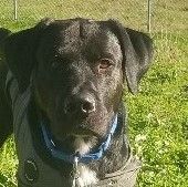 Braveheart, an adoptable Black Labrador Retriever in Longview, WA, 98632 | Photo Image 1