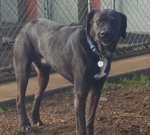 Braveheart, an adoptable Black Labrador Retriever in Longview, WA, 98632 | Photo Image 2