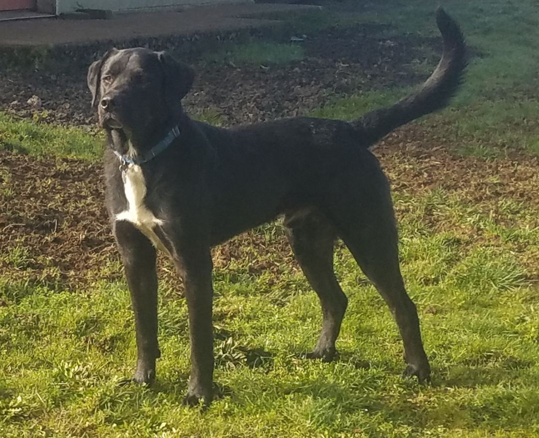 Braveheart, an adoptable Black Labrador Retriever in Longview, WA, 98632 | Photo Image 3