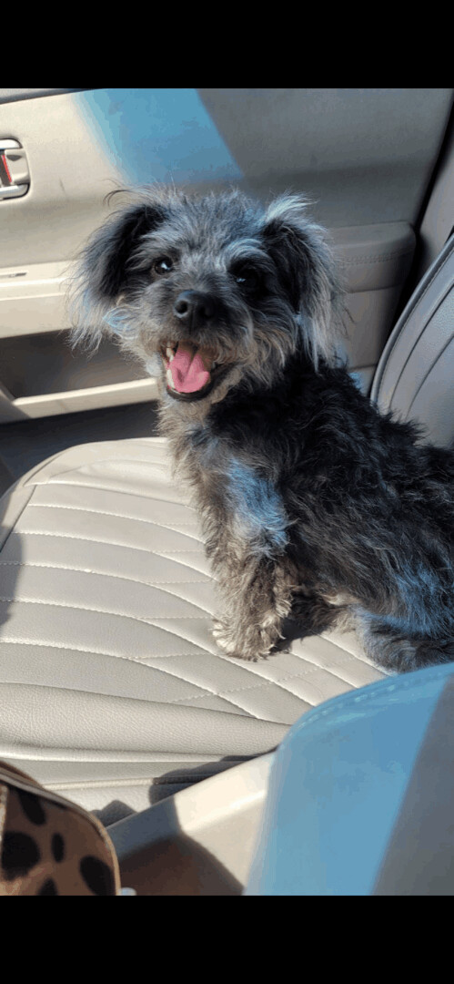 Oreo - The Spunky Terrier