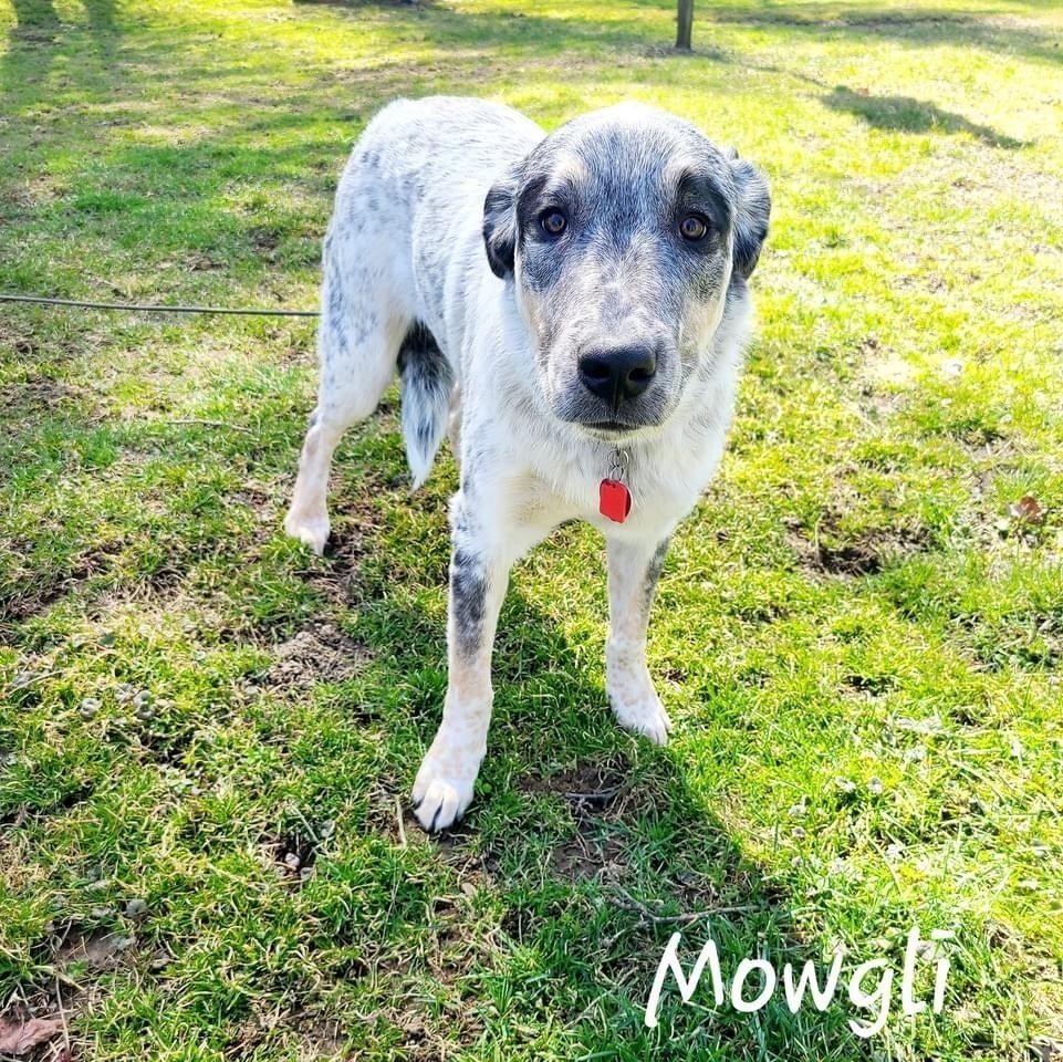 Mowgli