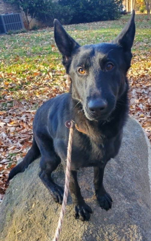 Elijah, an adoptable German Shepherd Dog in Winston Salem, NC, 27104 | Photo Image 1