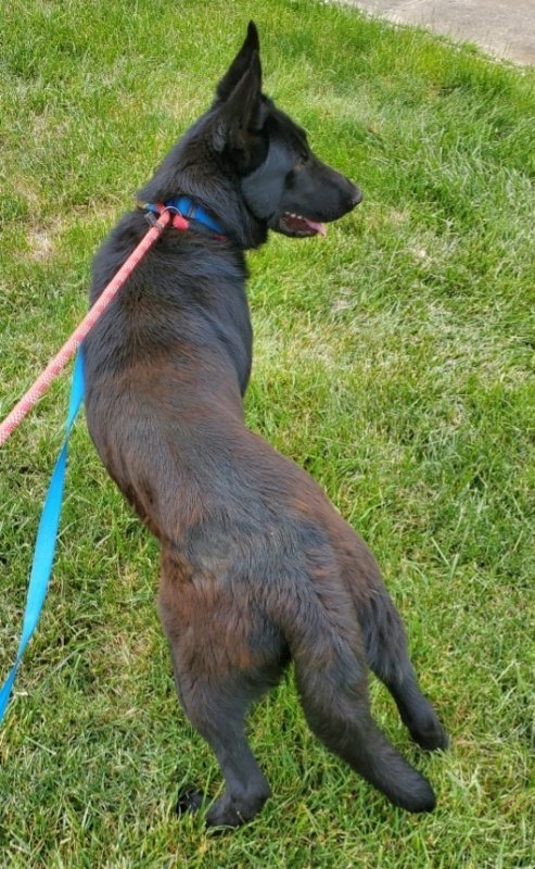 Elijah, an adoptable German Shepherd Dog in Winston Salem, NC, 27104 | Photo Image 2