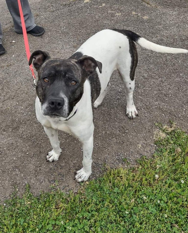  MAXAMILLION, an adoptable Pit Bull Terrier, Labrador Retriever in Knoxville, TN, 37922 | Photo Image 2