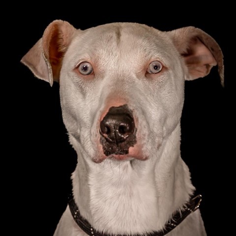Gracie, an adoptable Catahoula Leopard Dog, Mixed Breed in Baldwin, WI, 54002 | Photo Image 1
