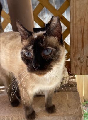 Siamese-courtesy listing