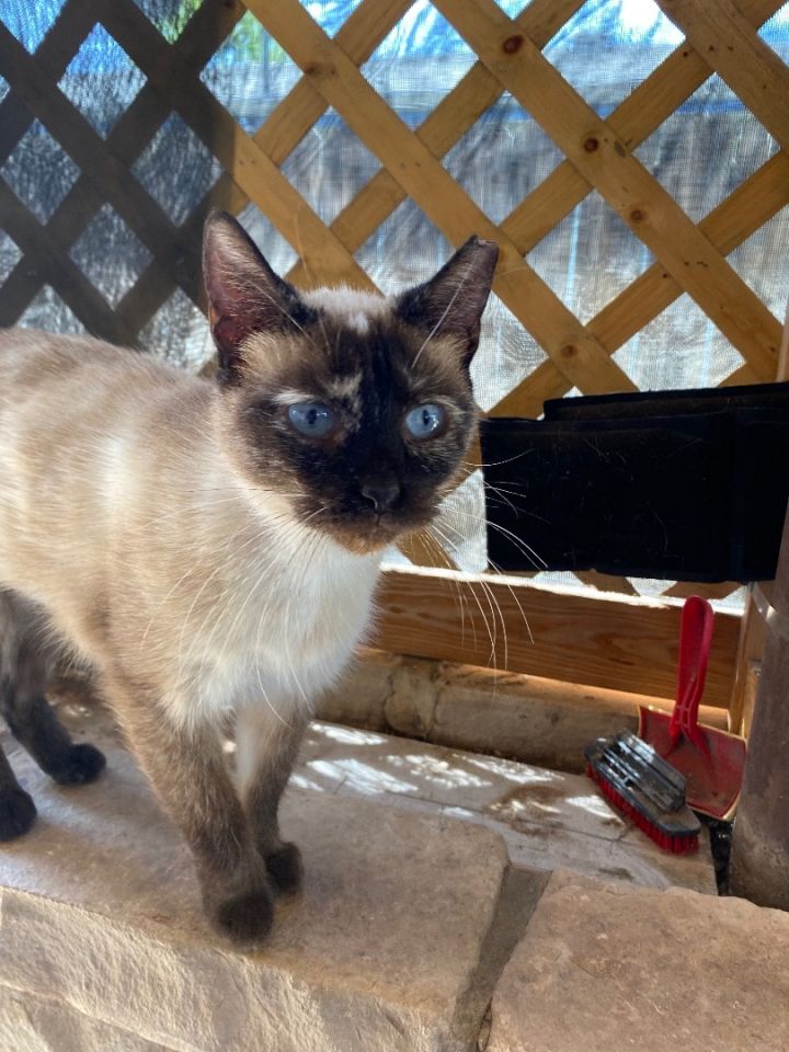 Siamese-courtesy listing, an adopted Siamese in Uvalde, TX_image-2