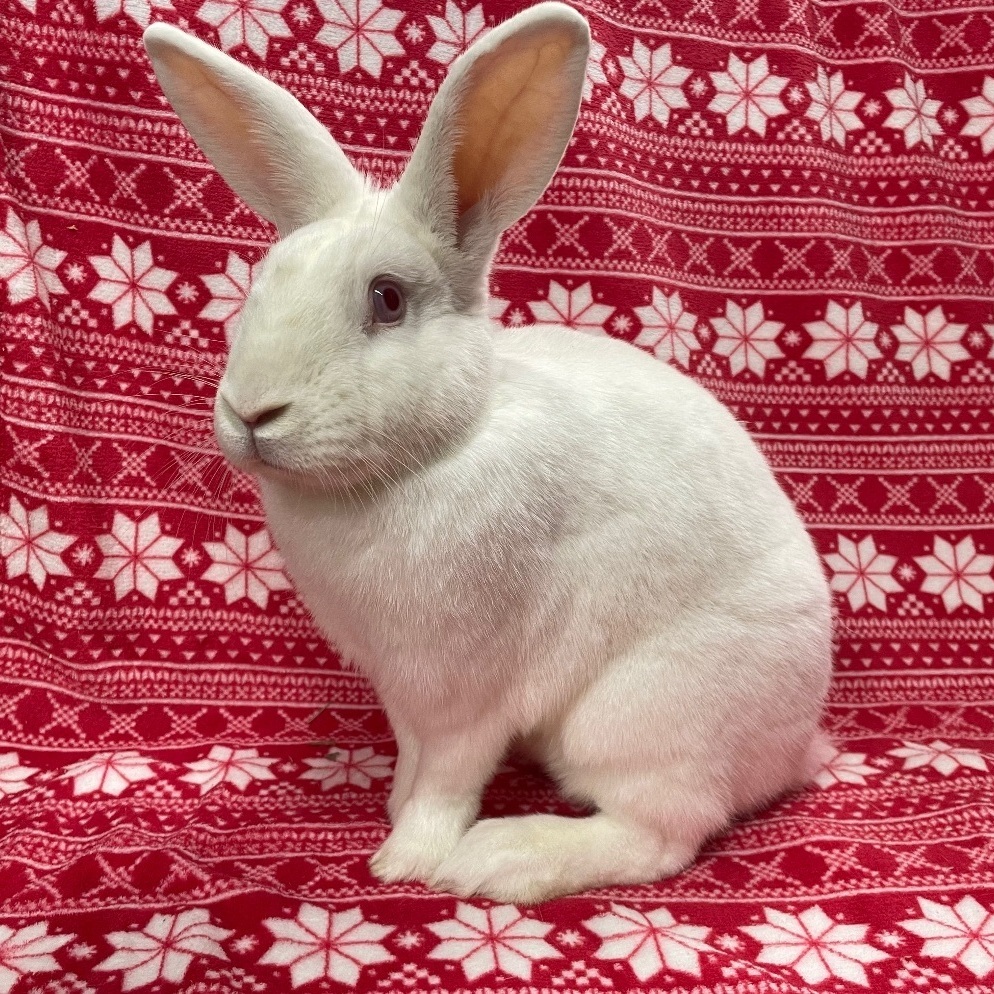 Rabbit for adoption Magic, a New Zealand in Indianapolis, IN Petfinder