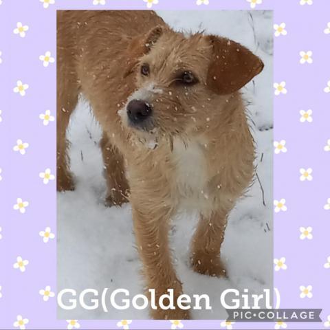 G.G. (Golden Girl)