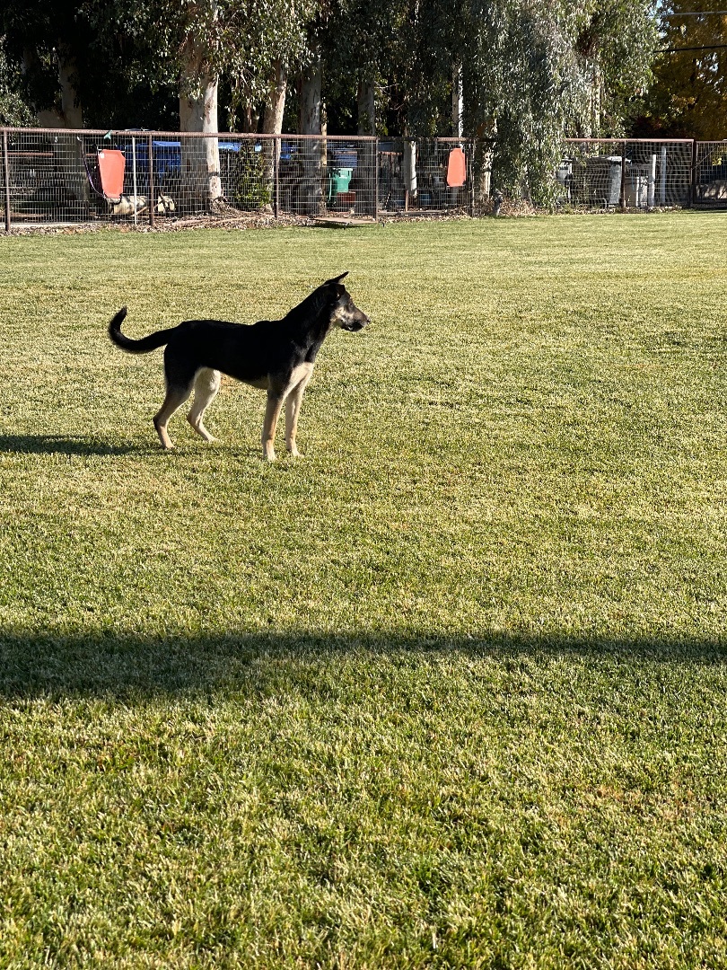 Susie Q, an adoptable German Shepherd Dog, American Staffordshire Terrier in Wilton, CA, 95693 | Photo Image 1