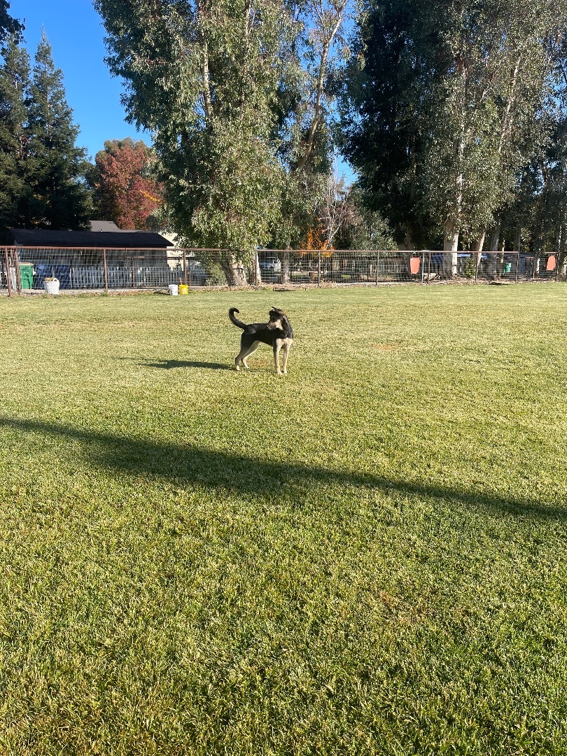 Susie Q, an adoptable German Shepherd Dog, American Staffordshire Terrier in Wilton, CA, 95693 | Photo Image 4