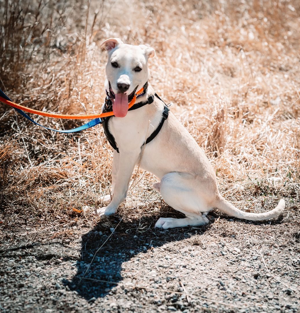 O' Malley, an adoptable Labrador Retriever, Pit Bull Terrier in Pueblo, CO, 81001 | Photo Image 2