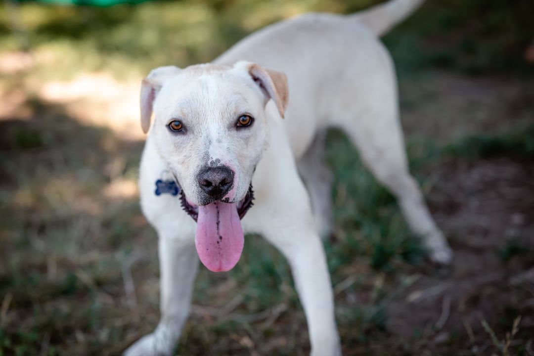 O' Malley, an adoptable Labrador Retriever, Pit Bull Terrier in Pueblo, CO, 81001 | Photo Image 3