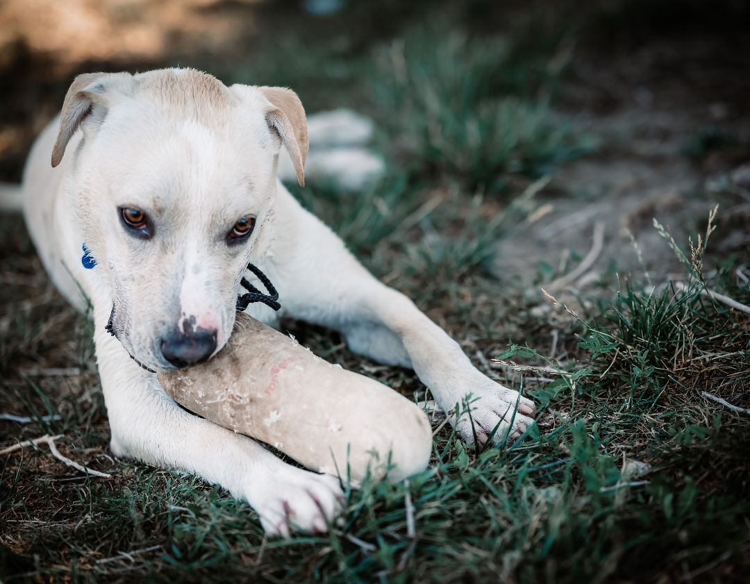 O' Malley, an adoptable Labrador Retriever, Pit Bull Terrier in Pueblo, CO, 81001 | Photo Image 4