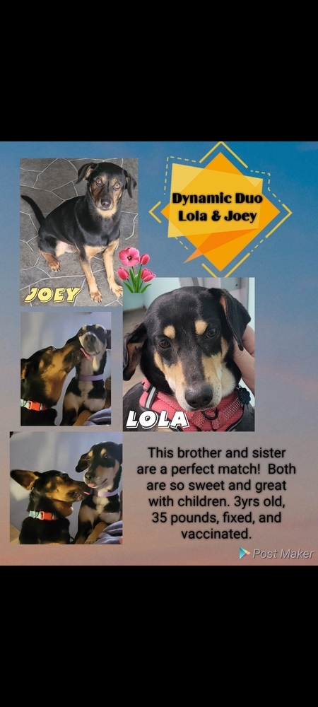 Joey and Lola, Bonded Paid