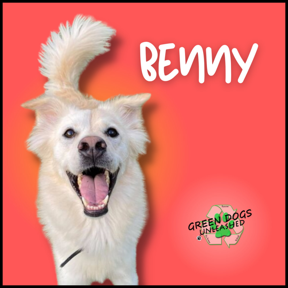 Benny, an adoptable Mixed Breed in Troy, VA, 22974 | Photo Image 1