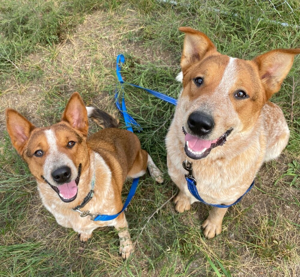 Banjo, an adoptable Australian Cattle Dog / Blue Heeler in Mandan, ND, 58554 | Photo Image 2