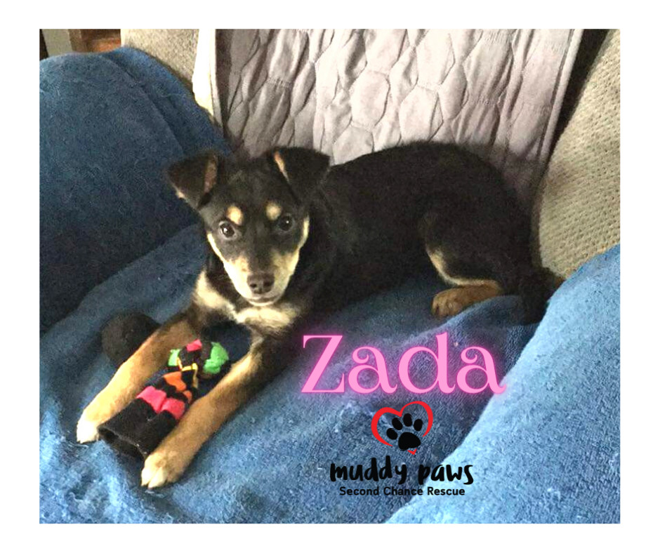 Gemma's Pup: Zada