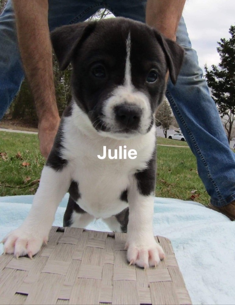 Julie (J litter)