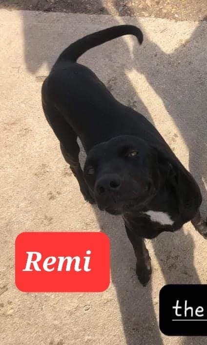 remi