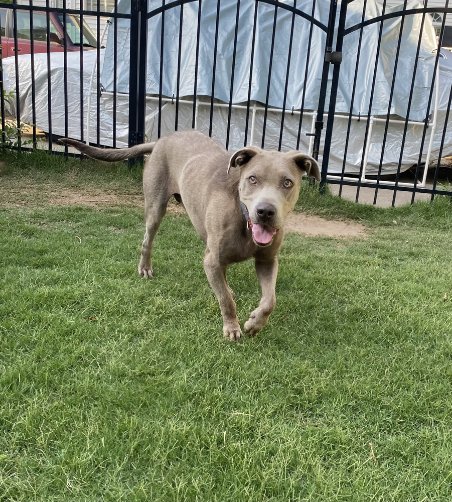Sterling - PLEASE READ ALL INFORMATION, an adoptable Weimaraner, Labrador Retriever in Greenville, SC, 29607 | Photo Image 2