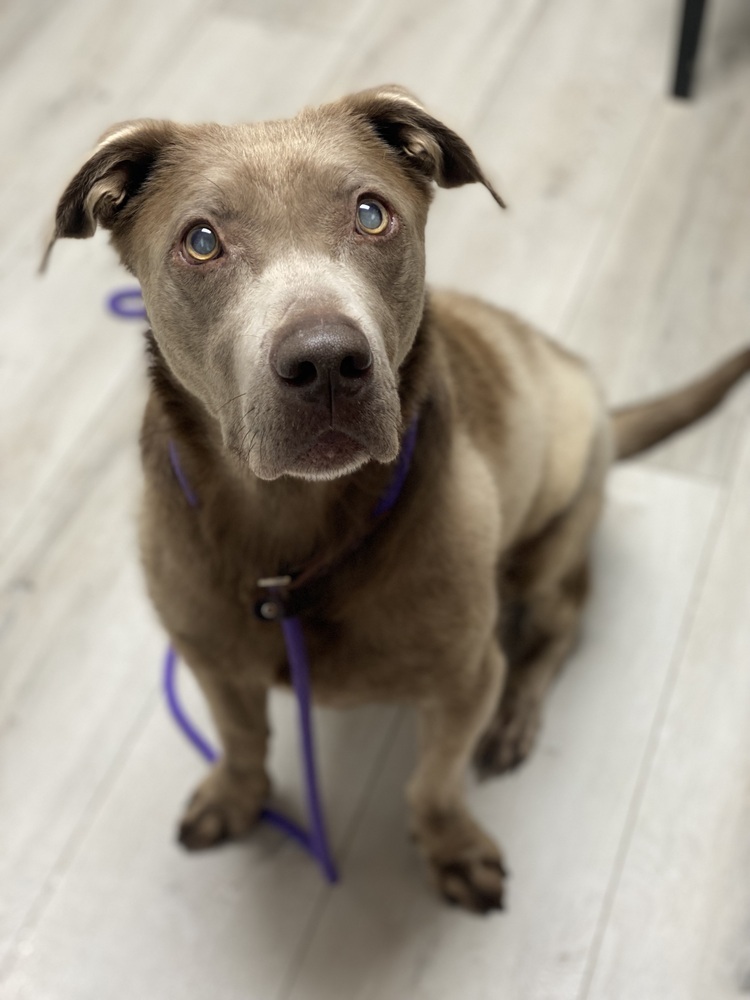 Sterling - PLEASE READ ALL INFORMATION, an adoptable Weimaraner, Labrador Retriever in Greenville, SC, 29607 | Photo Image 3