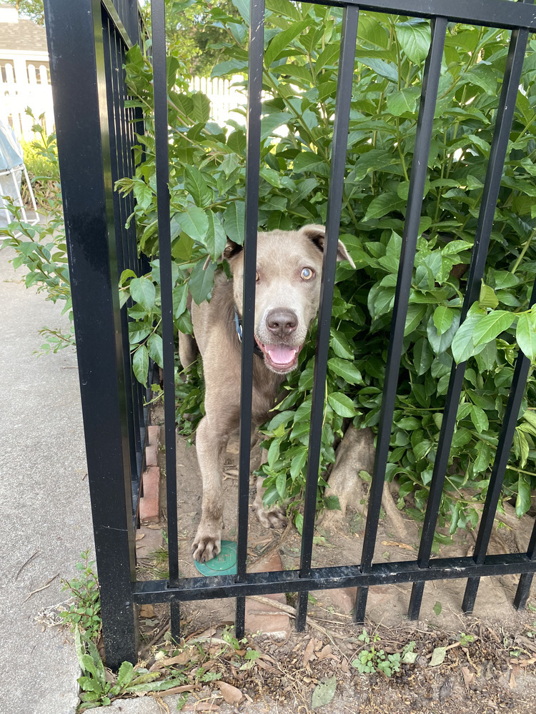 Sterling - PLEASE READ ALL INFORMATION, an adoptable Weimaraner, Labrador Retriever in Greenville, SC, 29607 | Photo Image 4