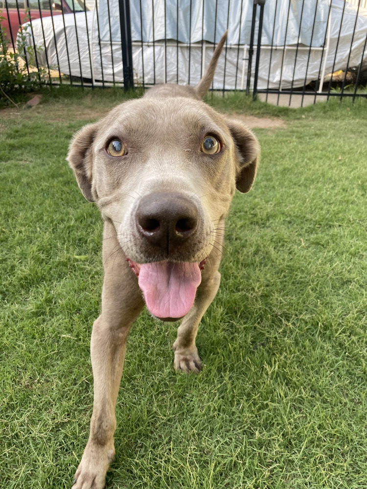 Sterling - PLEASE READ ALL INFORMATION, an adoptable Weimaraner, Labrador Retriever in Greenville, SC, 29607 | Photo Image 5