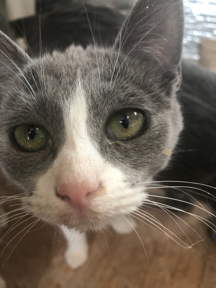 Mooshoo, an adoptable Domestic Short Hair in Thatcher, AZ, 85552 | Photo Image 1