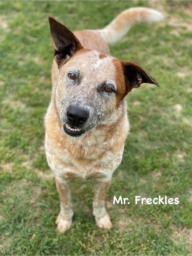 Mr. Freckles