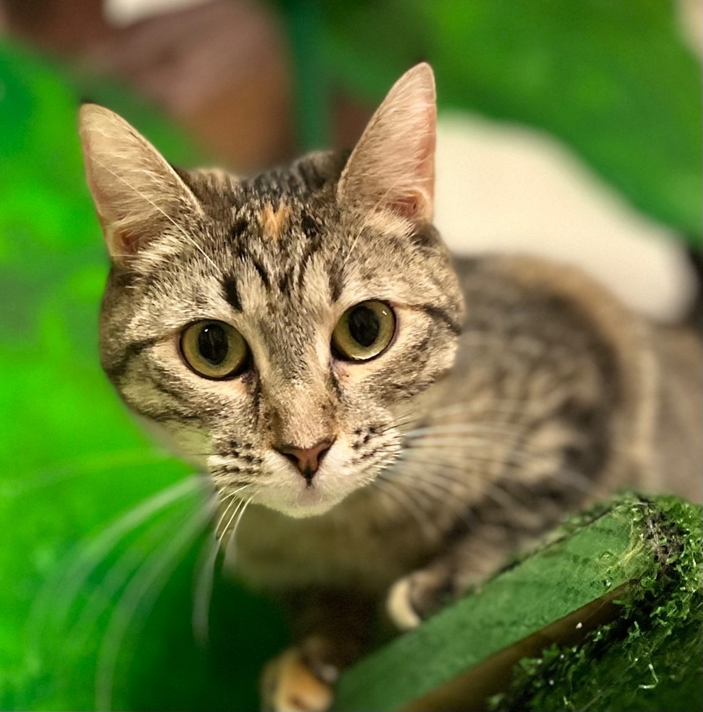 Ladybug, an adoptable Domestic Short Hair in Leonardtown, MD, 20636 | Photo Image 1