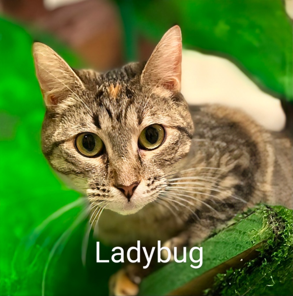Ladybug, an adoptable Domestic Short Hair in Leonardtown, MD, 20636 | Photo Image 1