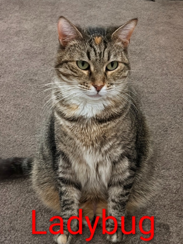 Ladybug, an adoptable Domestic Short Hair in Leonardtown, MD, 20636 | Photo Image 1