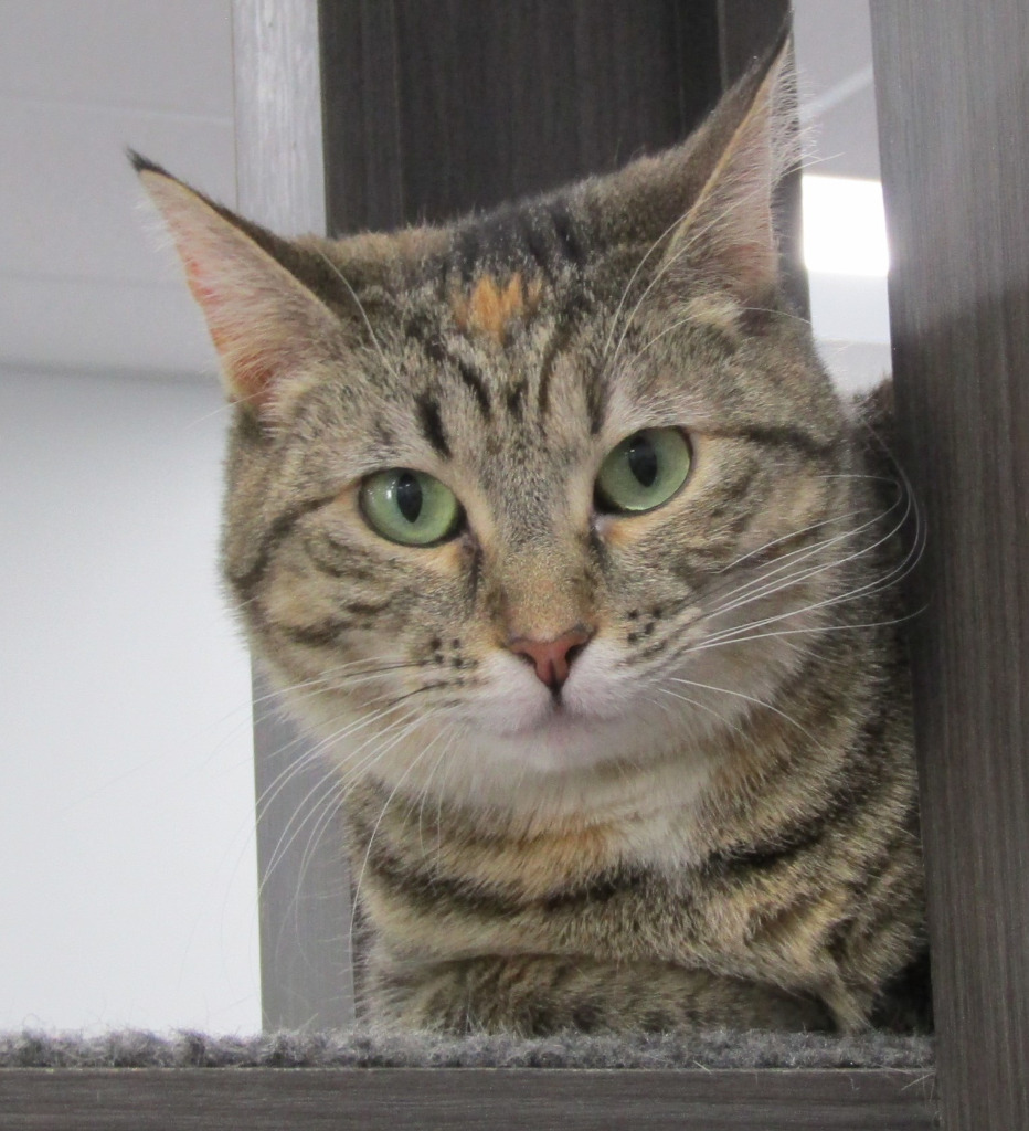 Ladybug, an adoptable Domestic Short Hair in Leonardtown, MD, 20636 | Photo Image 3