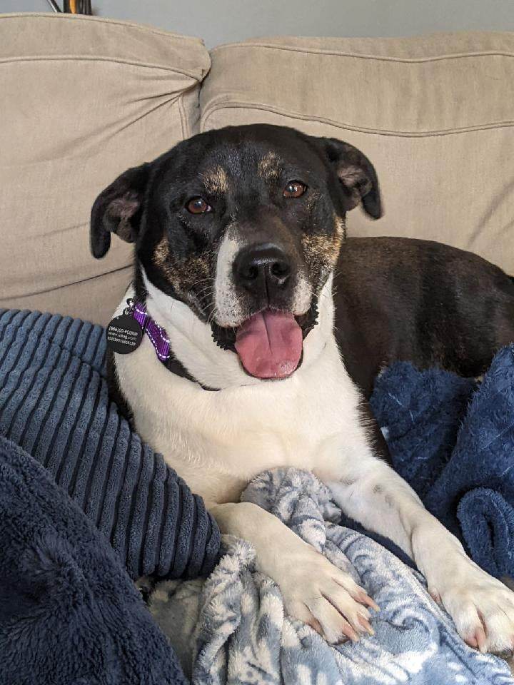 Dot, an adoptable Mixed Breed in Poland, IN, 47868 | Photo Image 1