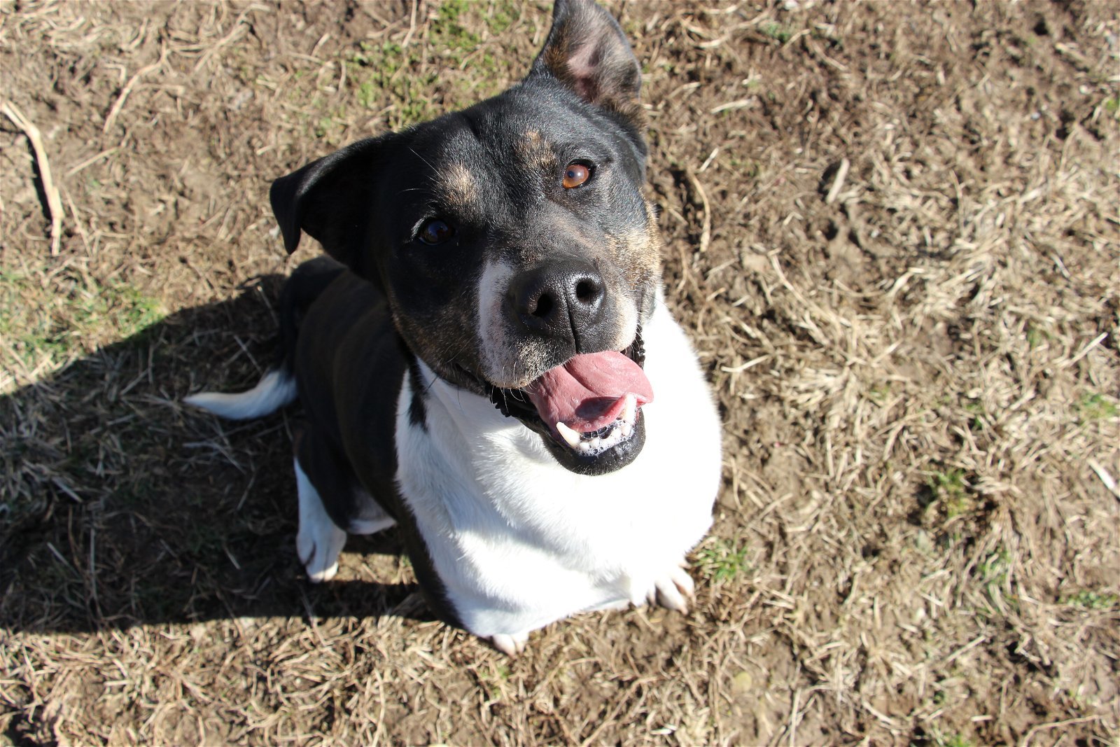 Dot, an adoptable Mixed Breed in Poland, IN, 47868 | Photo Image 2